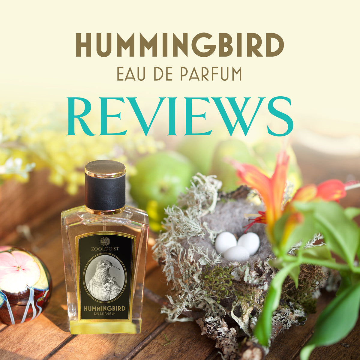 Zoologist Hummingbird Reviews Roundup